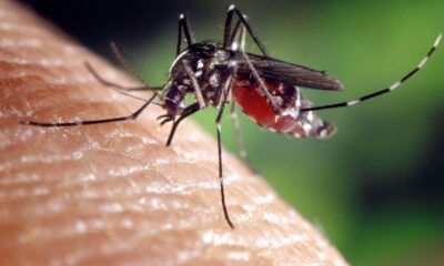 How Mosquitoes Can Harm Your Health